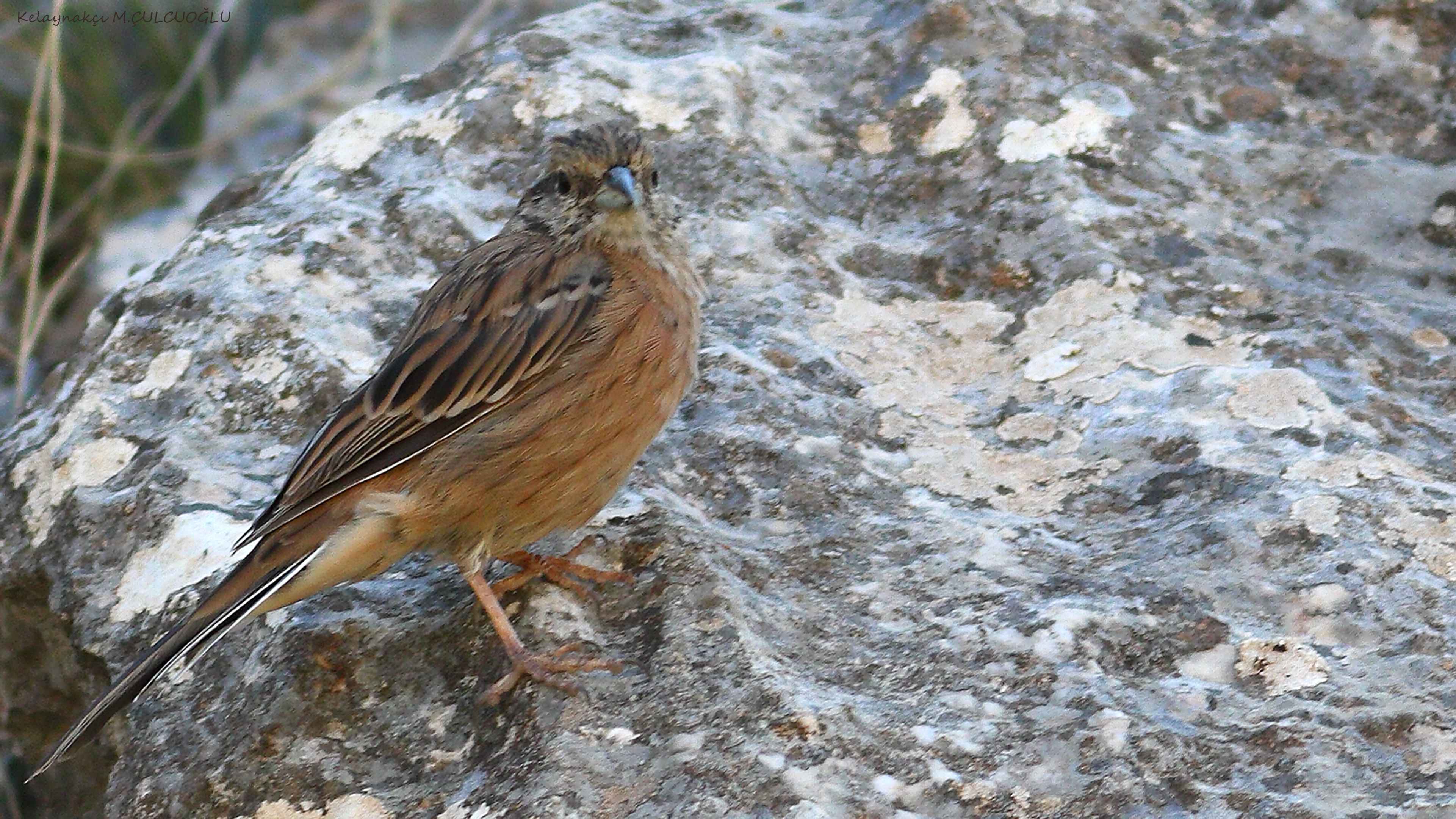 Rock Bunting